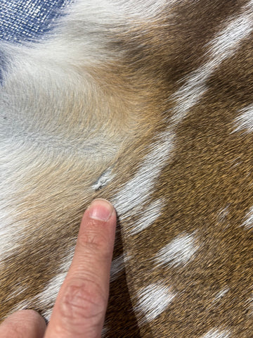 Top Grade Axis Deer Skin (no holes) Size: 41x36" Axis-729