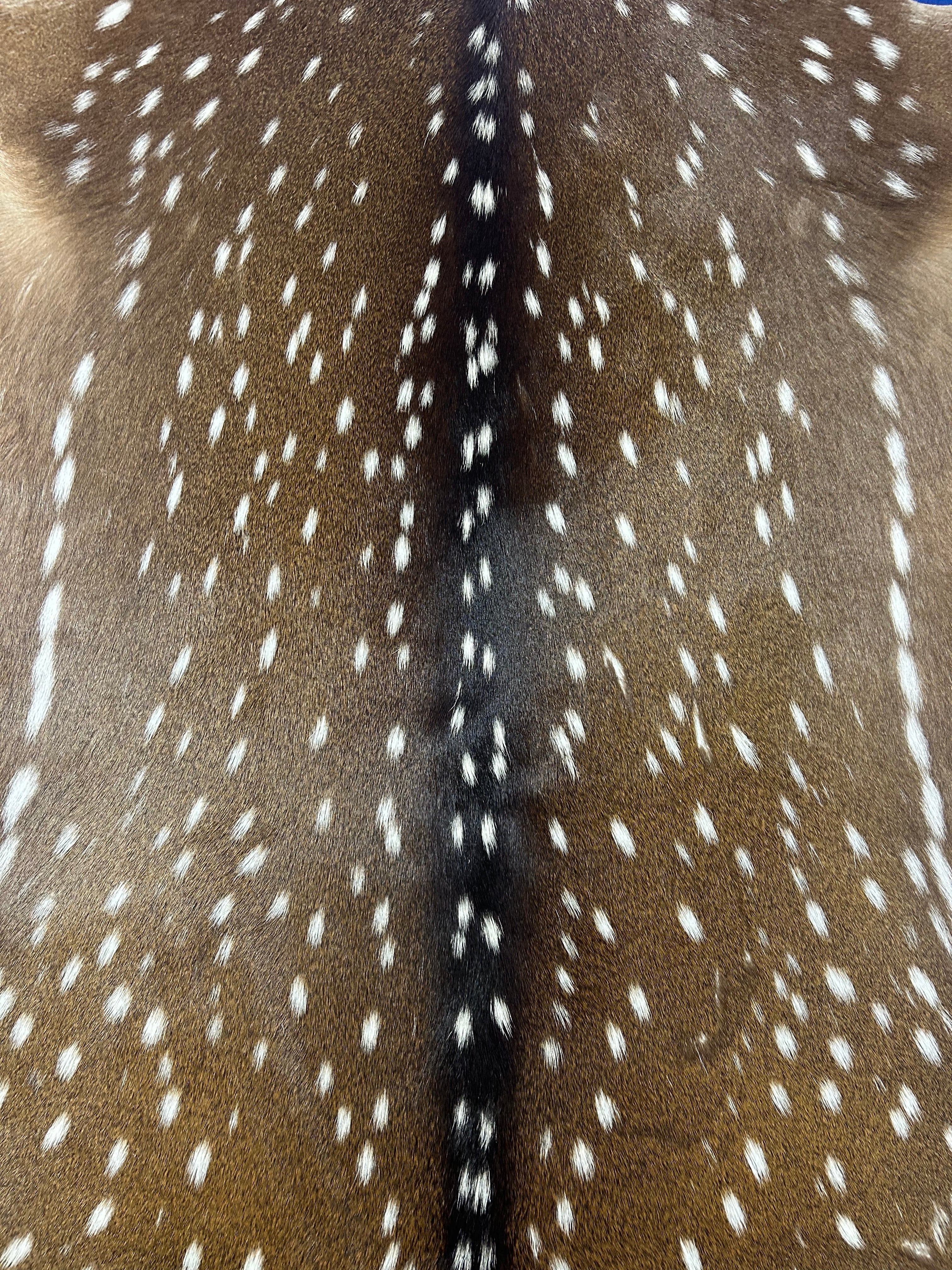 Top Grade Axis Deer Skin (no holes) Size: 45x44" Axis-730