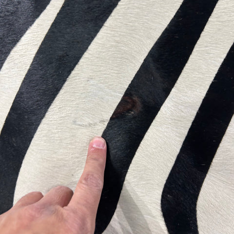 Zebra Print Cowhide Rug (1 patch and some scars/ beautiful shiny hair/ quite white!) Size: 8x6.2 feet J-139