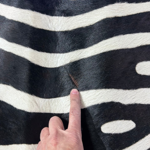 Upholstery Zebra Cowhide Rug Size: 6x6 feet J-071