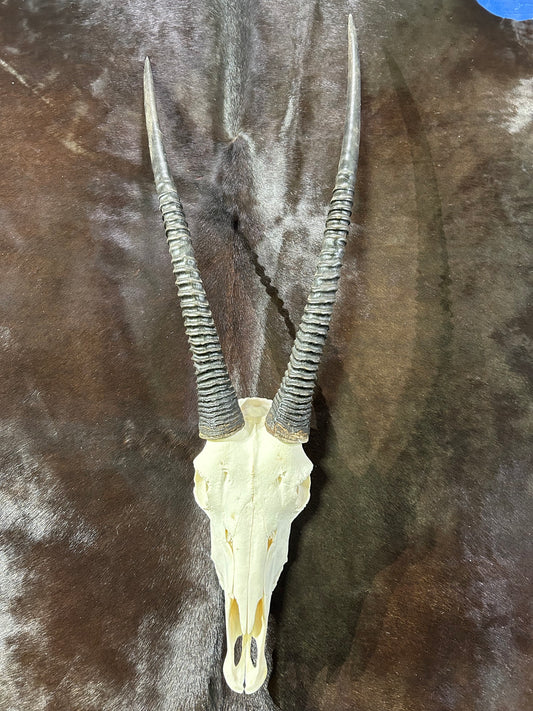 BIG Oryx Skull - African Antelope Horn + Gemsbok Skull (Horns are around 33 and 32 inches)