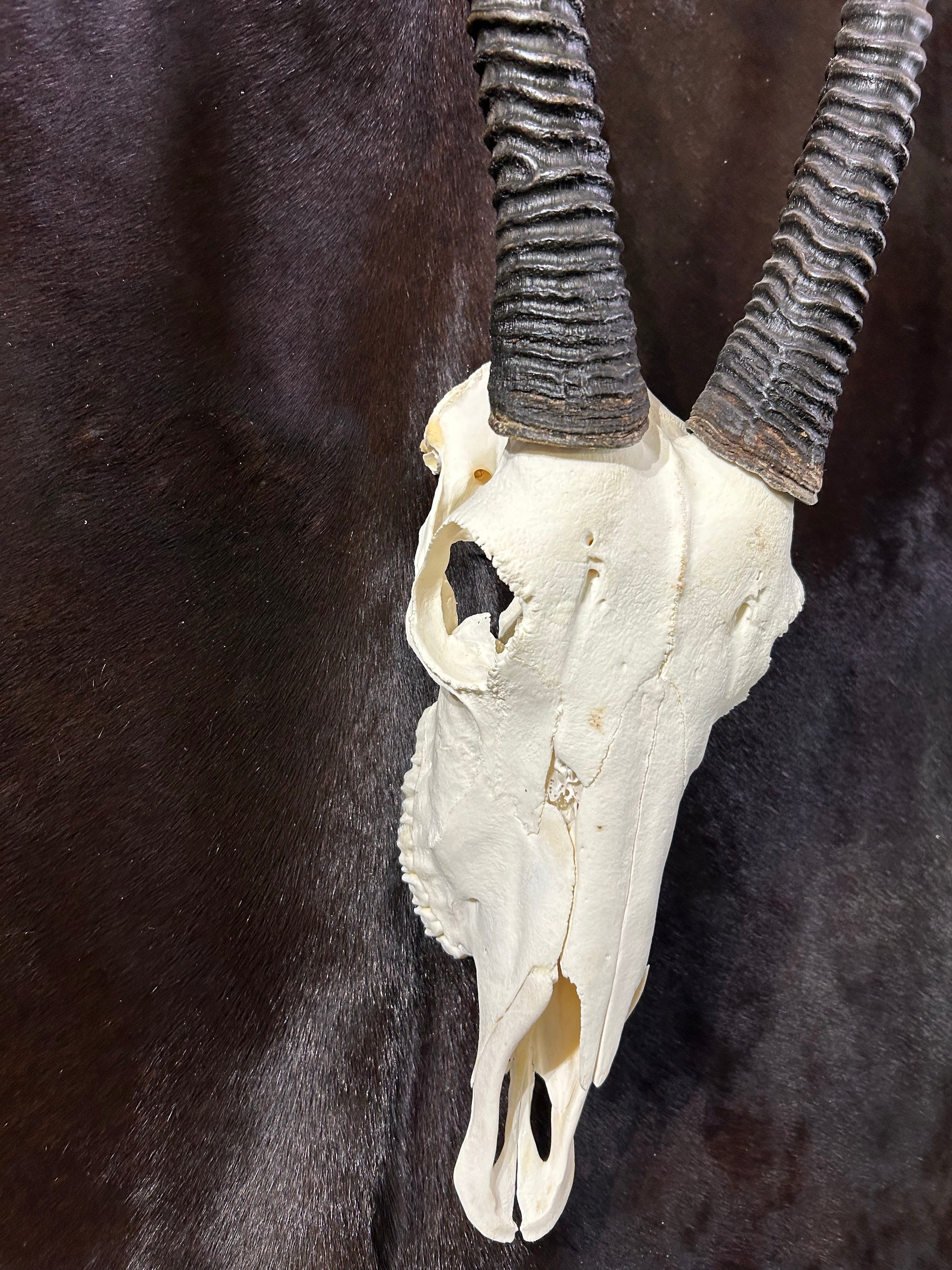 BIG Oryx Skull - African Antelope Horn + Gemsbok Skull (Horns are around 33 and 32 inches)