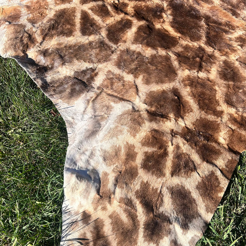 Real Giraffe Skin # 2 Approx. Size: 12'X6.5' (tail is 53")