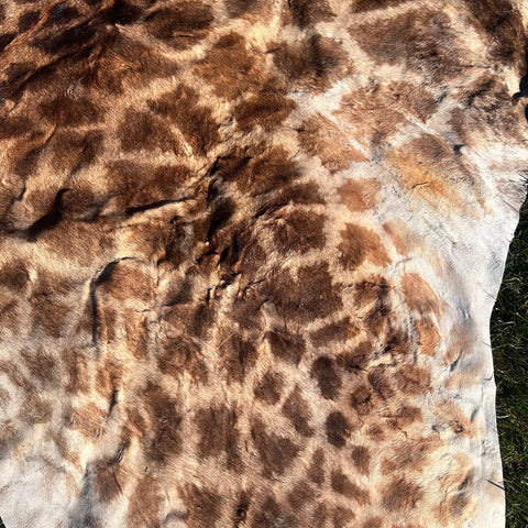 Real Giraffe Skin # 2 Approx. Size: 12'X6.5' (tail is 53")