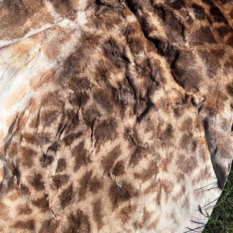 Real Giraffe Skin # 2 Approx. Size: 12'X6.5' (tail is 53")