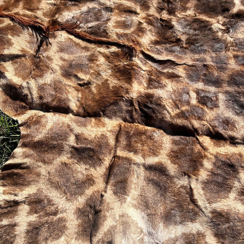 Real Giraffe Skin # 2 Approx. Size: 12'X6.5' (tail is 53")