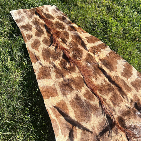 Real Giraffe Skin # 2 Approx. Size: 12'X6.5' (tail is 53")