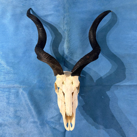 Véritable crâne de koudou - Véritable crâne d'antilope africaine - Les cornes mesurent 34,5" et 31,5" autour des boucles