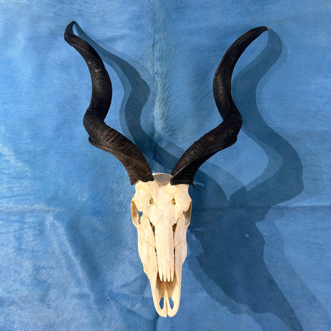 Véritable crâne de koudou - Véritable crâne d'antilope africaine - Les cornes mesurent 34,5" et 31,5" autour des boucles