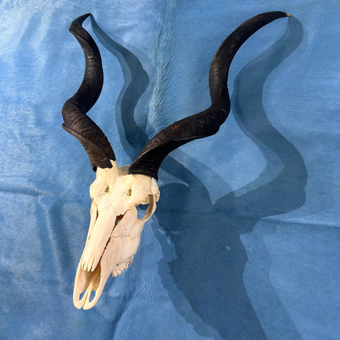 Véritable crâne de koudou - Véritable crâne d'antilope africaine - Les cornes mesurent 34,5" et 31,5" autour des boucles