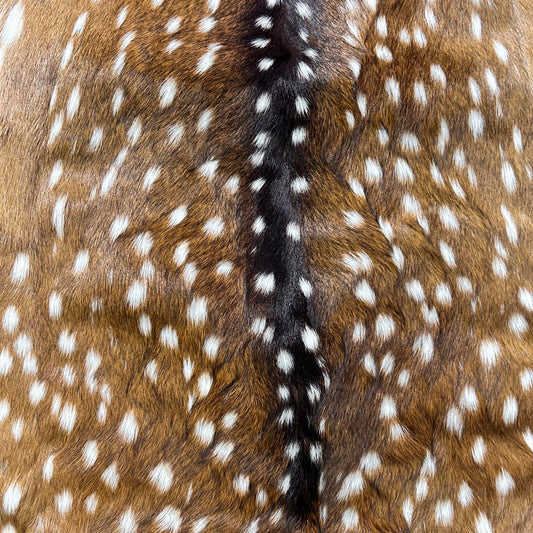 Axis Deer Skin (1 bald spot) Size: 43x38" Axis-782