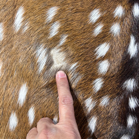 Axis Deer Skin (1 bald spot) Size: 43x38" Axis-782