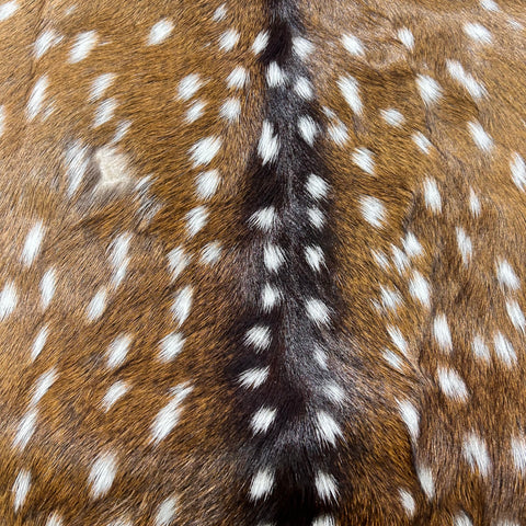 Axis Deer Skin (1 bald spot) Size: 43x38" Axis-782