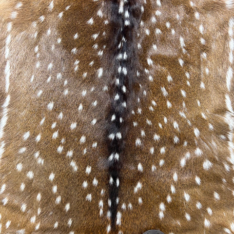 Axis Deer Skin (1 bald area at the very top) Size: 41x36" Axis-783