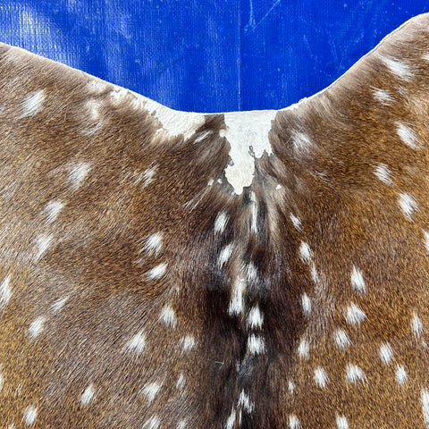 Axis Deer Skin (1 bald area at the very top) Size: 41x36" Axis-783
