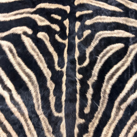 Tapis en peau de zèbre véritable n° 31 Taille : 7,3 x 6,7 pieds - TAIE D'OREILLER ZEBRA GRATUITE