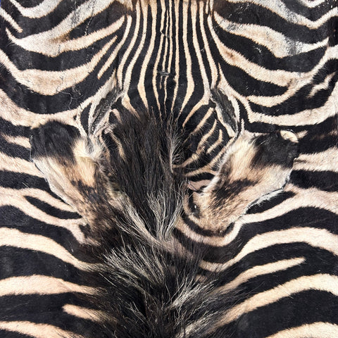 Tapis en peau de zèbre véritable n° 31 Taille : 7,3 x 6,7 pieds - TAIE D'OREILLER ZEBRA GRATUITE