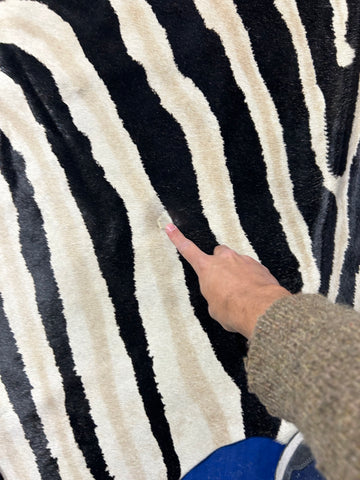 Genuine Zebra Print Cowhide Rug (1 patch/ super light inner stripes) Size: 7x5.5 feet D-143