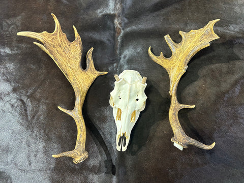 Deer Skull Real Fallow Deer Horns & Skull - REAL Fallow Skull Approximate Size: 32HX17DX20W inches