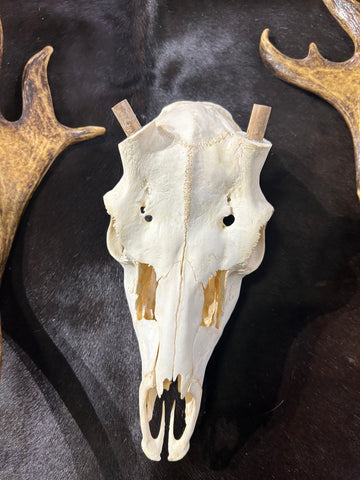 Deer Skull Real Fallow Deer Horns & Skull - REAL Fallow Skull Approximate Size: 32HX17DX20W inches