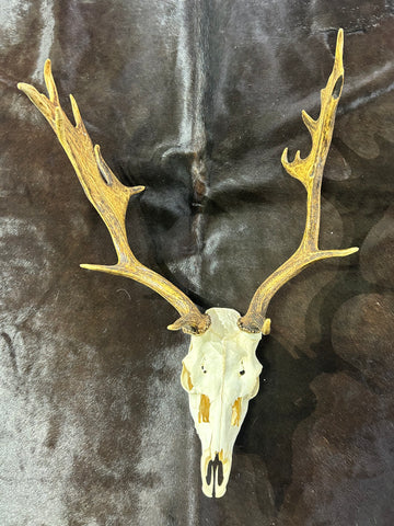 Deer Skull Real Fallow Deer Horns & Skull - REAL Fallow Skull Approximate Size: 32HX17DX20W inches