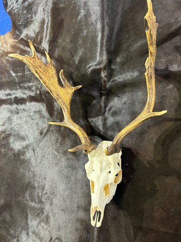 Deer Skull Real Fallow Deer Horns & Skull - REAL Fallow Skull Approximate Size: 32HX17DX20W inches