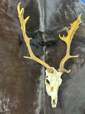 Deer Skull Real Fallow Deer Horns & Skull - REAL Fallow Skull Approximate Size: 32HX17DX20W inches