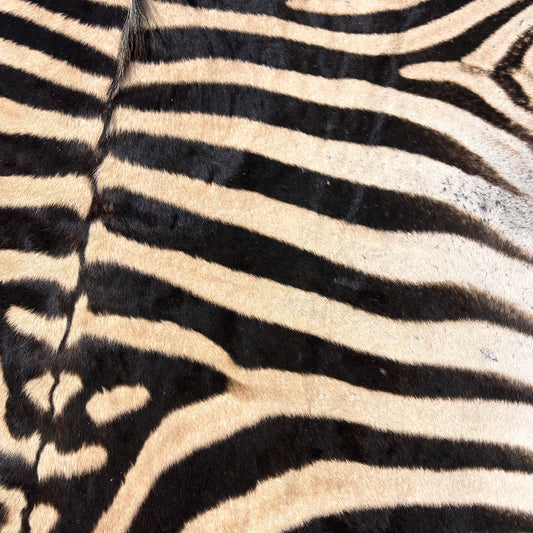 Real Zebra Skin Rug Hide # 33 B Grade Size: 7.3 X 6 feet - 1 FREE PILLOW CASE