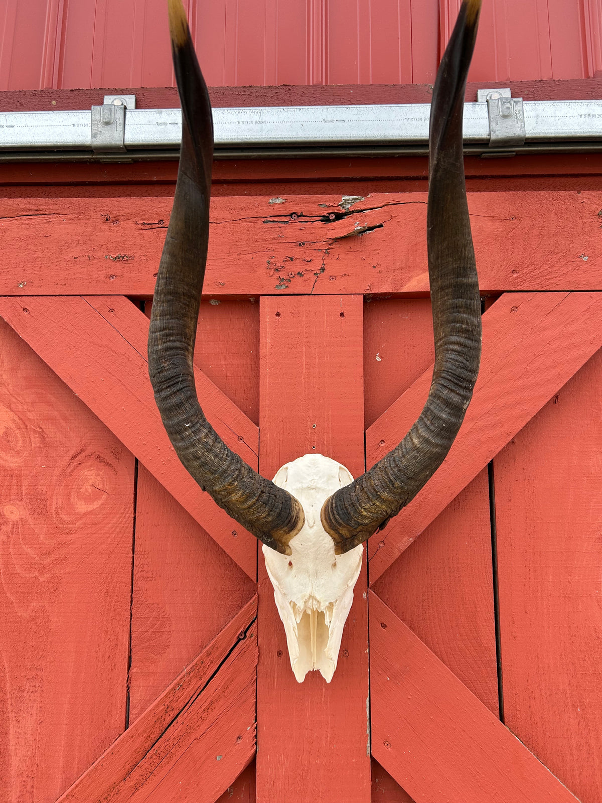 Real Nyala Skull - African Nyala Antelope Horns + Skull