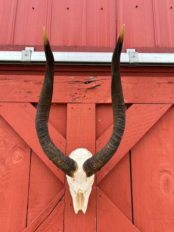 Real Nyala Skull - African Nyala Antelope Horns + Skull