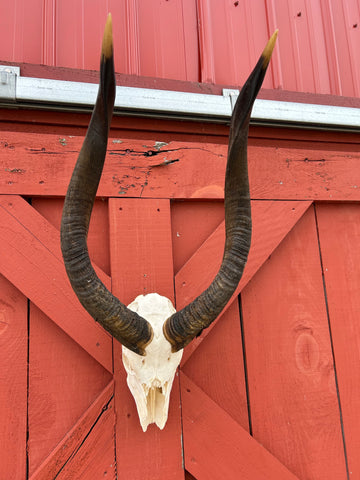 Real Nyala Skull - African Nyala Antelope Horns + Skull