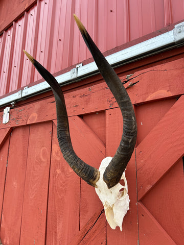 Real Nyala Skull - African Nyala Antelope Horns + Skull