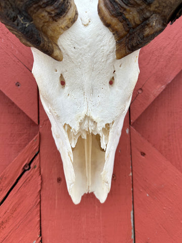 Real Nyala Skull - African Nyala Antelope Horns + Skull