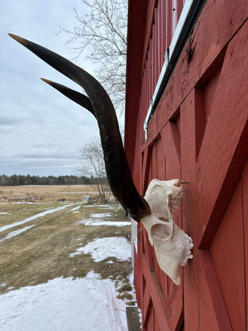 Real Nyala Skull - African Nyala Antelope Horns + Skull