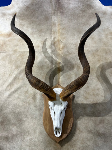 Huge Real Kudu Skull African Antelope Horn + Skull (horns are around 45 inches measured around the curls)