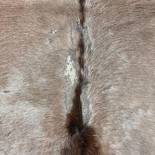 Gemsbok Skin (2nd grade, Tail is 23") Size: 60" x 52" D-692