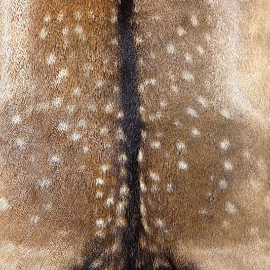 Fallow Deer Skin Size: 45" x 37" D-694
