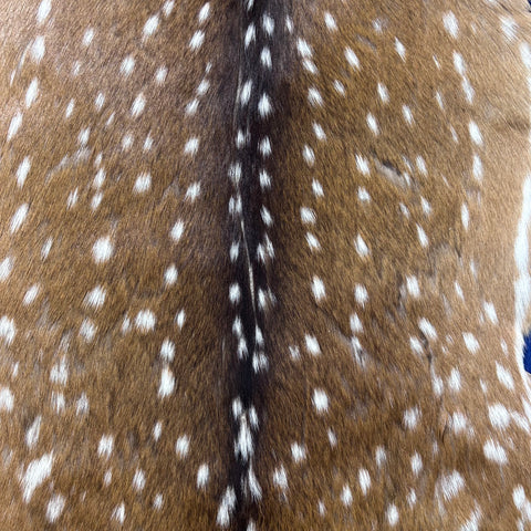Axis Deer Skin (scratches/ a few holes) Size: 39x30" Axis-760