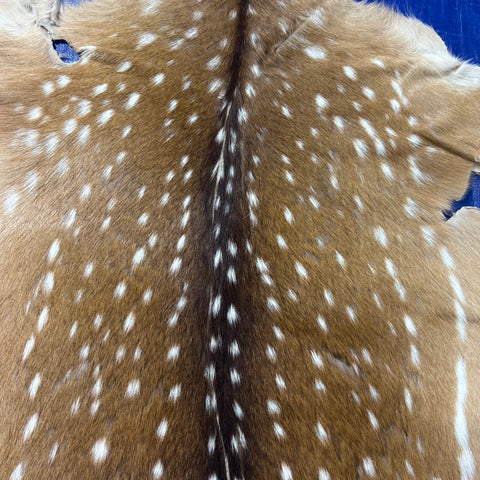 Axis Deer Skin (scratches/ a few holes) Size: 39x30" Axis-760