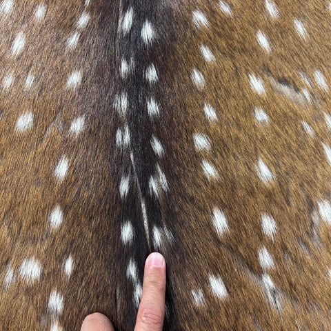 Axis Deer Skin (scratches/ a few holes) Size: 39x30" Axis-760