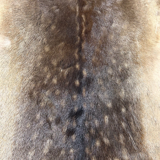 Fallow Deer Skin Size: 45" x 38" D-695