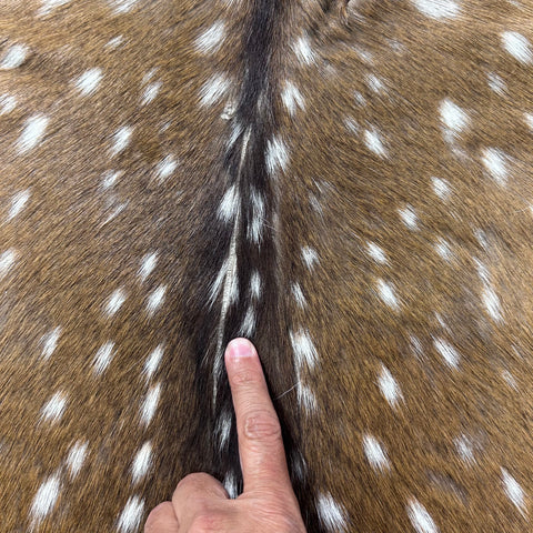 Axis Deer Skin (scratches/ a few holes) Size: 39x30" Axis-760