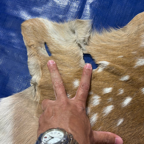 Axis Deer Skin (scratches/ a few holes) Size: 39x30" Axis-760