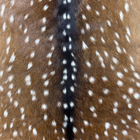 Axis Deer Skin Size: 38x37" Axis-761