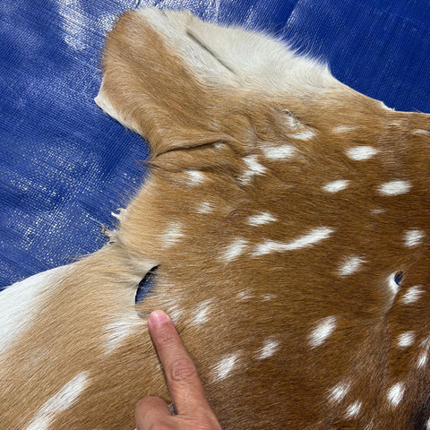 Axis Deer Skin Size: 38x37" Axis-761