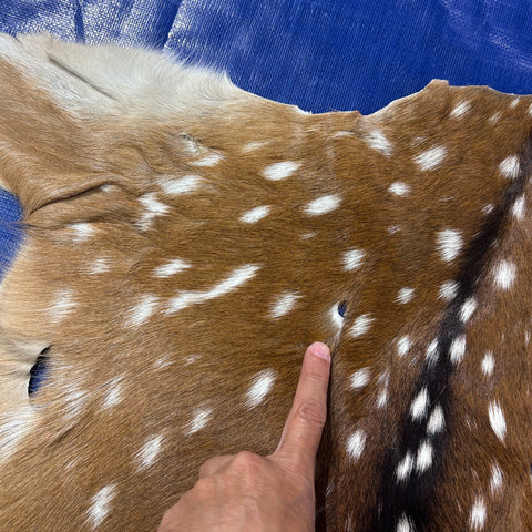 Axis Deer Skin Size: 38x37" Axis-761