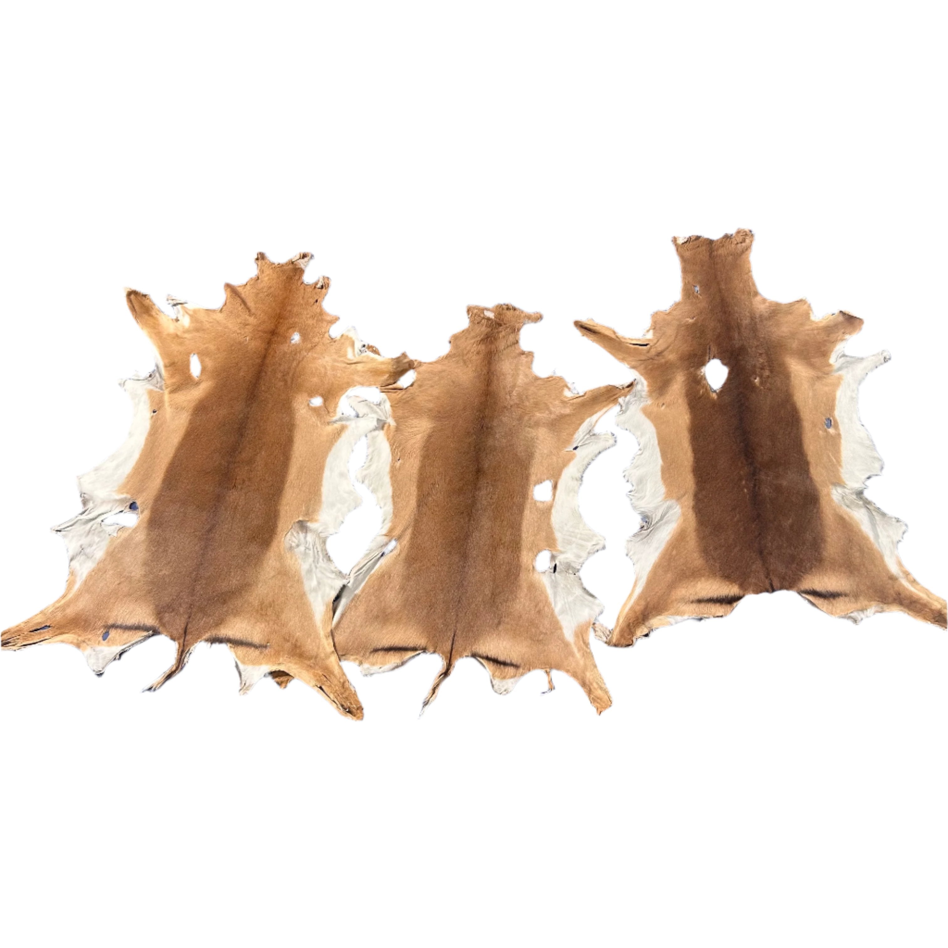 Impala Animal Rug Impala Skin Rug - 2nd Grade – Cowhides USA
