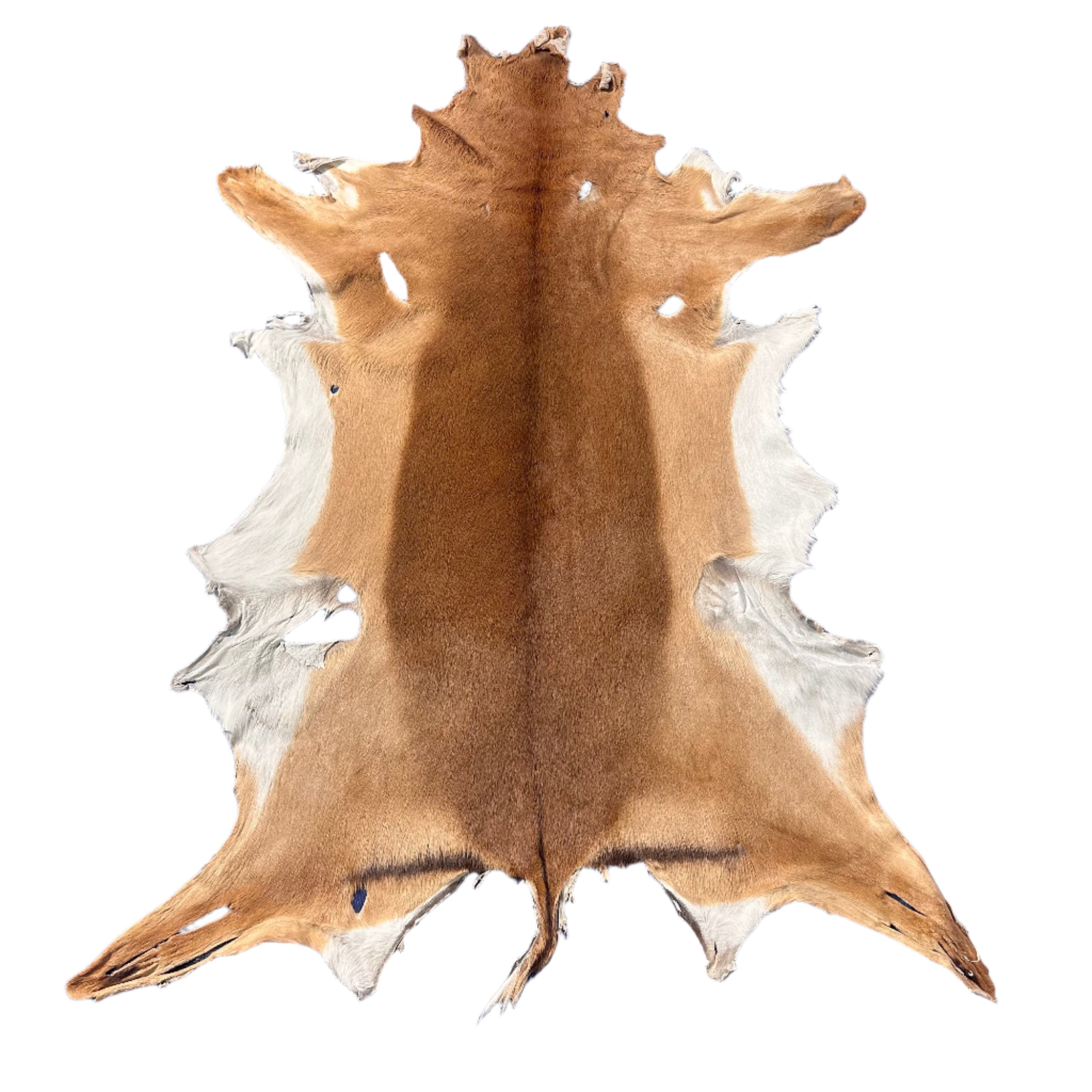 Impala Animal Rug Impala Skin Rug - 2nd Grade – Cowhides USA