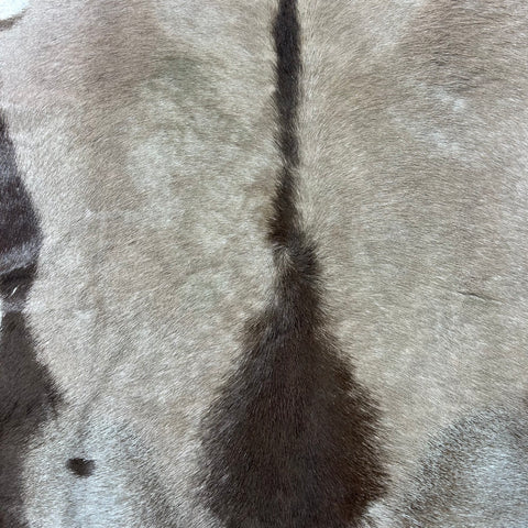 Gemsbok Skin Rug (Tail is 15"/no tail tip hair) Size: 58x56" D-977
