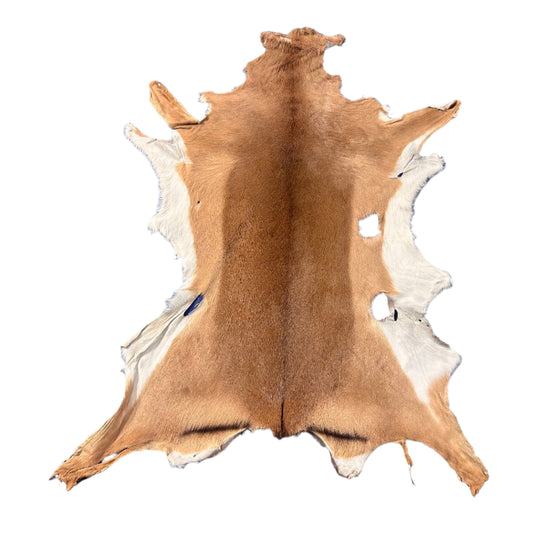 African Impala Antelope Hide - 2nd Grade Skin